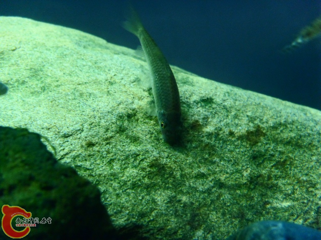 SDC13577.JPG