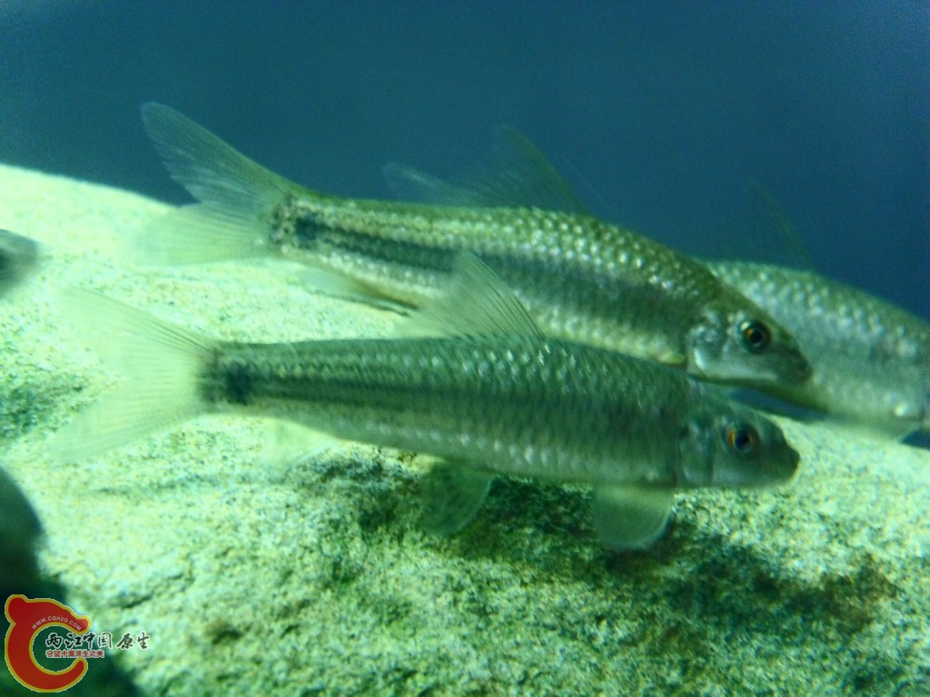 SDC13584.JPG