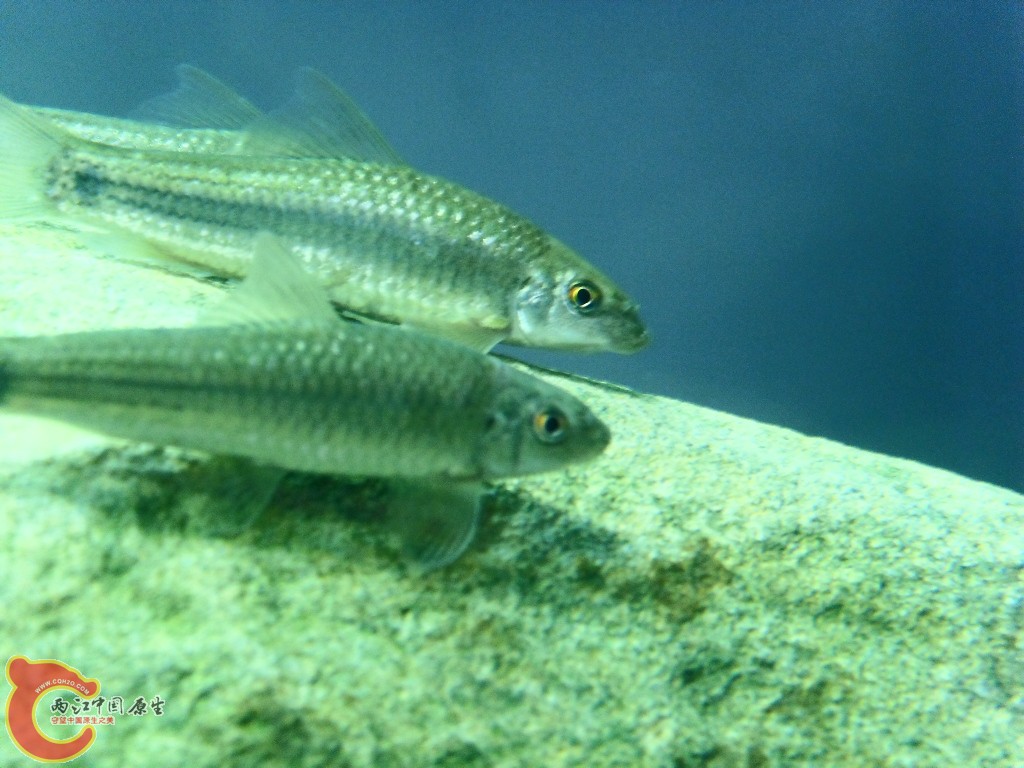 SDC13583.JPG