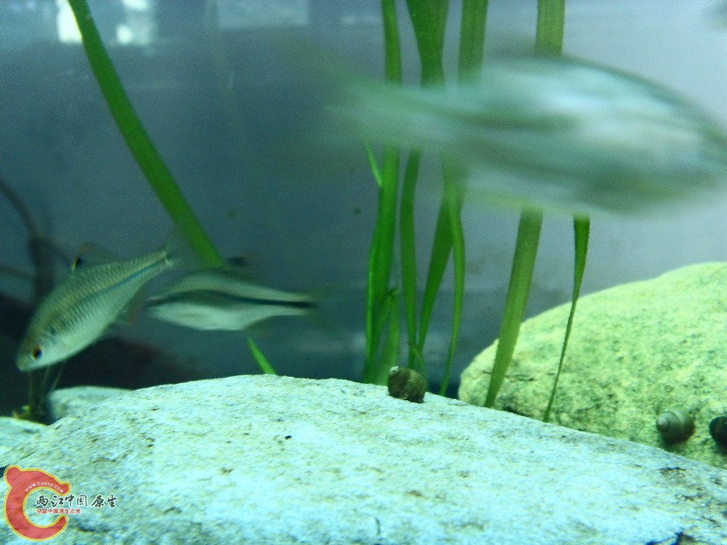 SDC13703.JPG