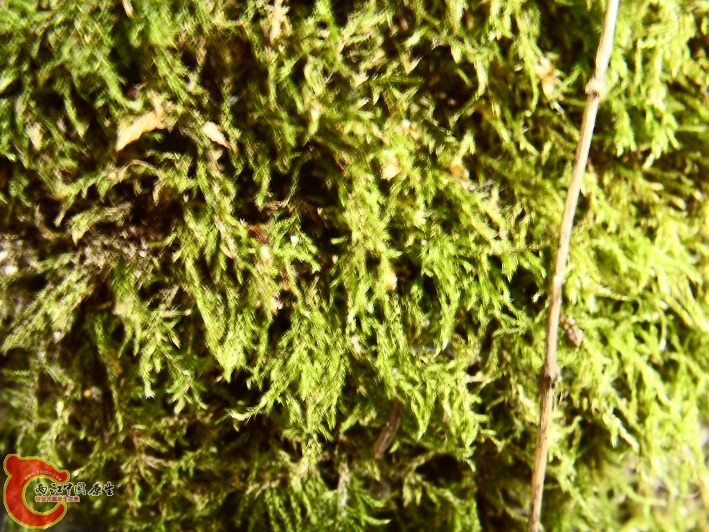 SDC13208.JPG