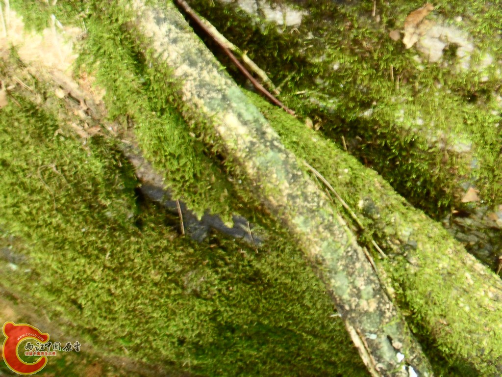 SDC13444.JPG