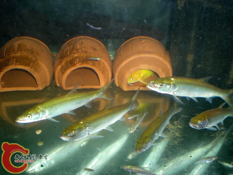 2010-08-08_17-34-44.JPG