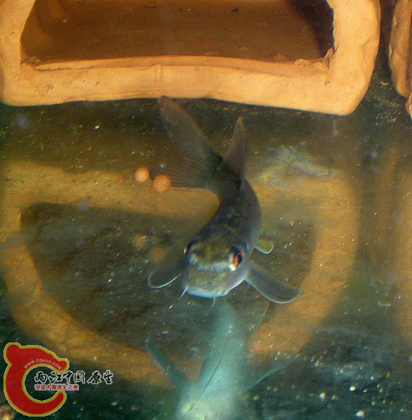 2010-08-08_17-42-02.JPG