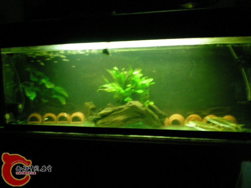 2010-08-08_19-32-16.JPG