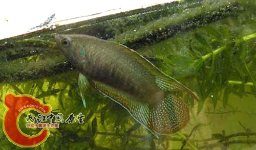 失去伴侣的亲鱼