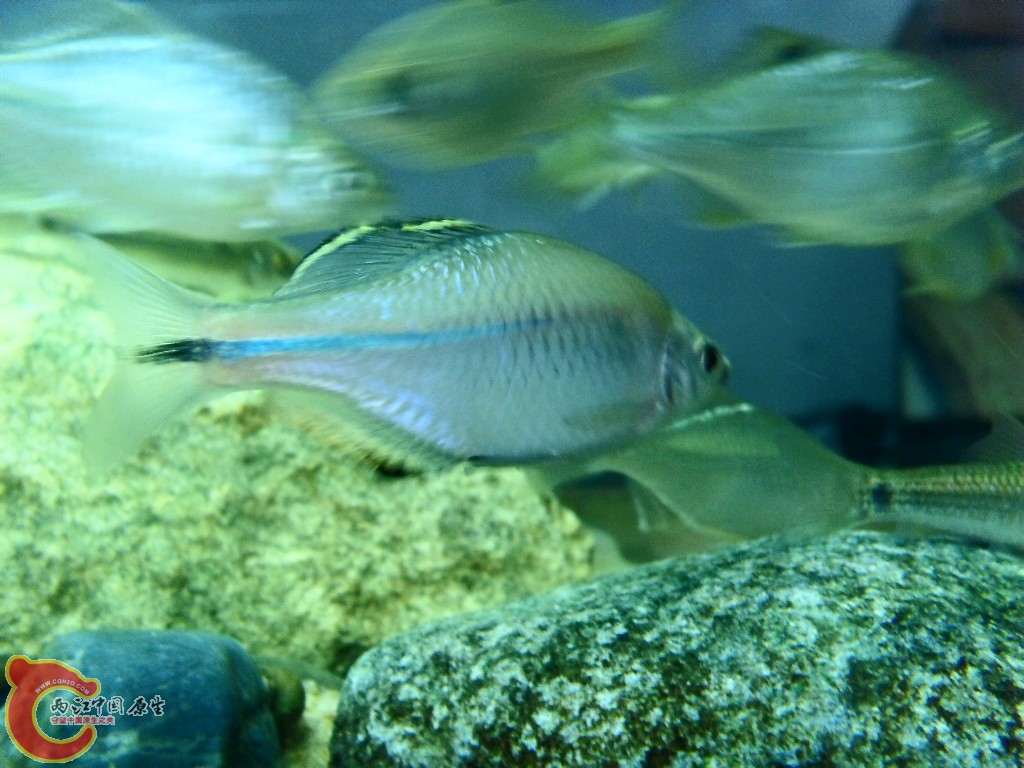 SDC13751.JPG