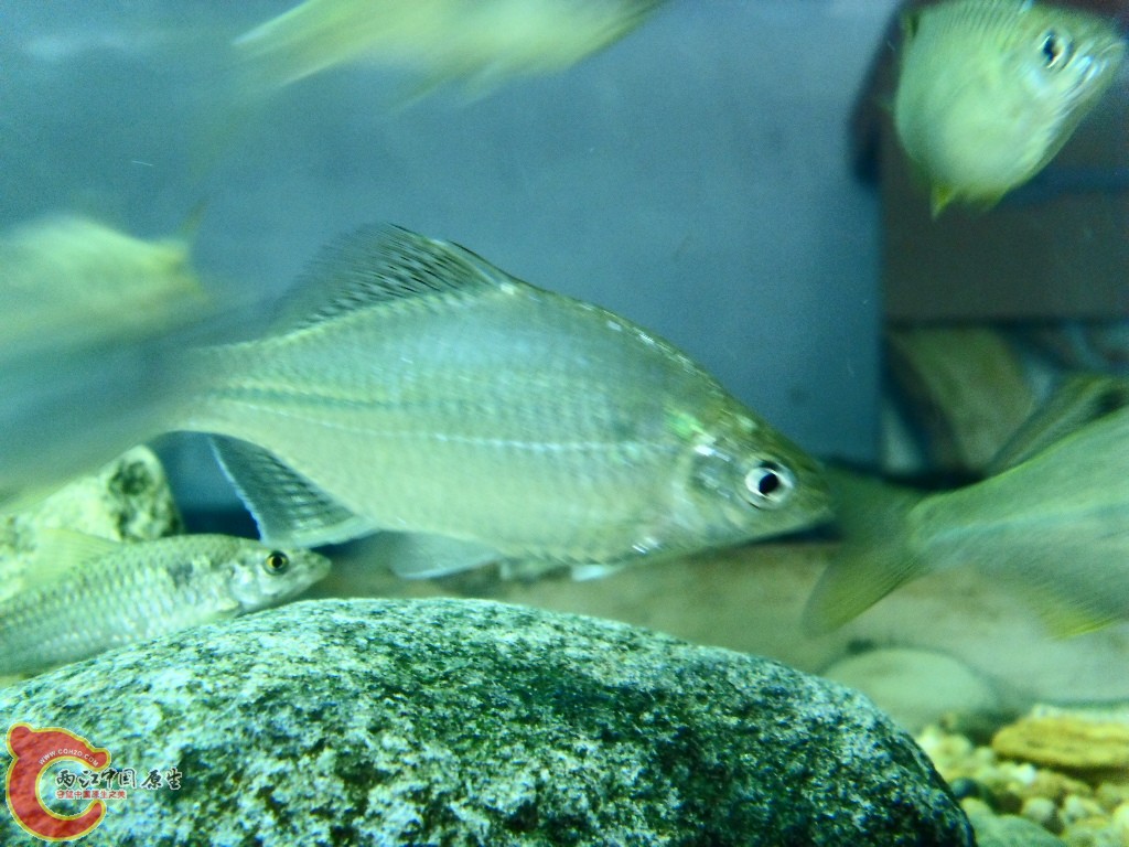 SDC13755.JPG