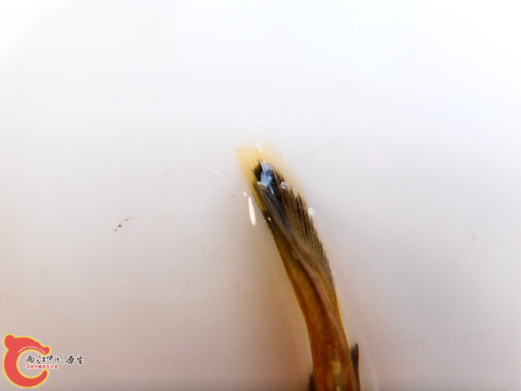 SDC13830.JPG