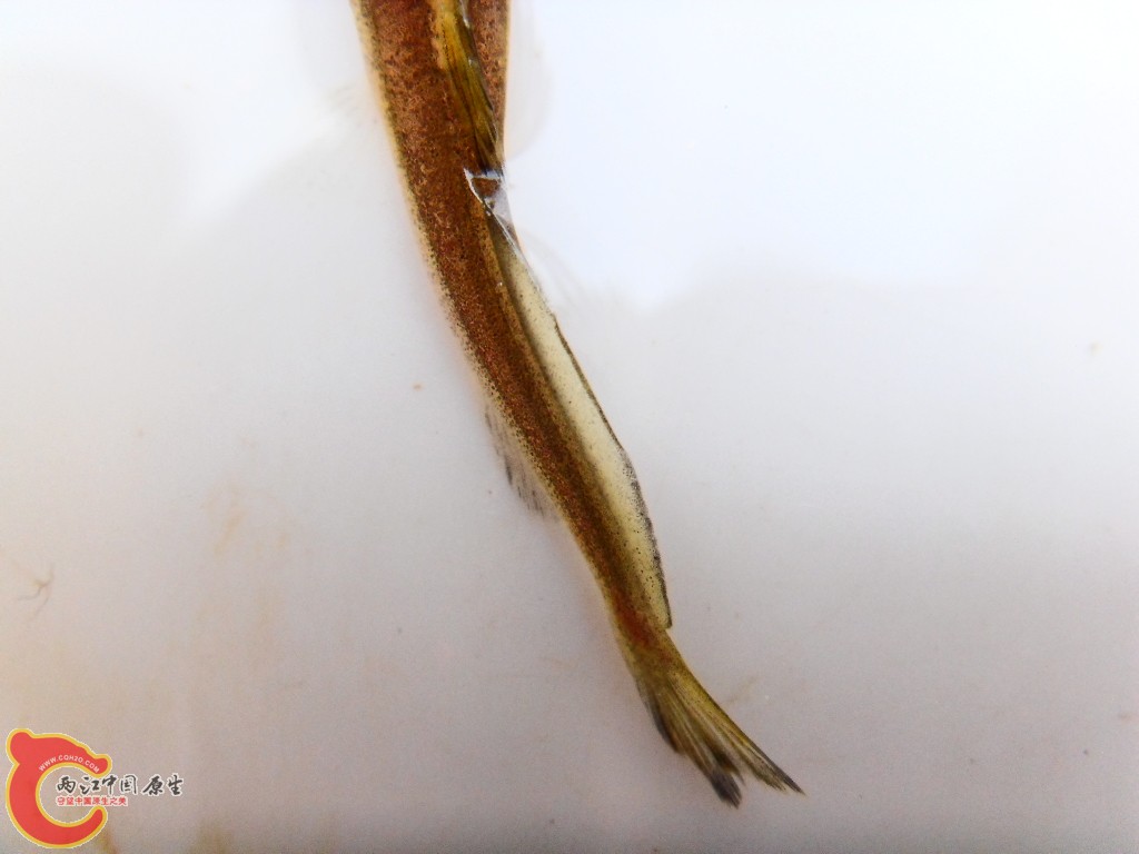 SDC13832.JPG