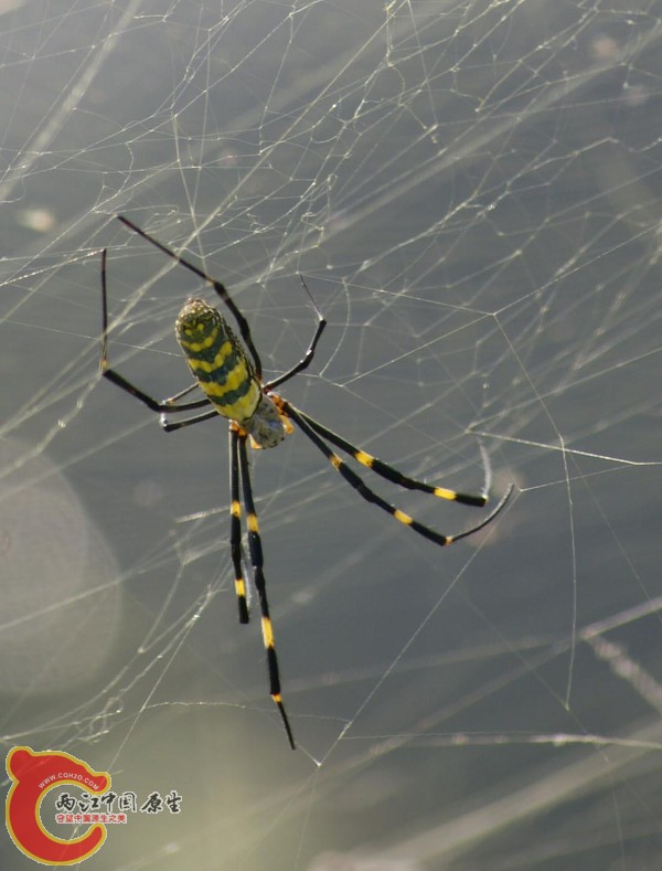 p_large_4NPd_75760007f0eb2d0d.jpg