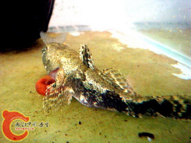 2捕食之--温柔的陷阱2_缩小大小.jpg