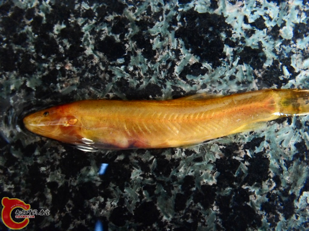 SDC14072.JPG