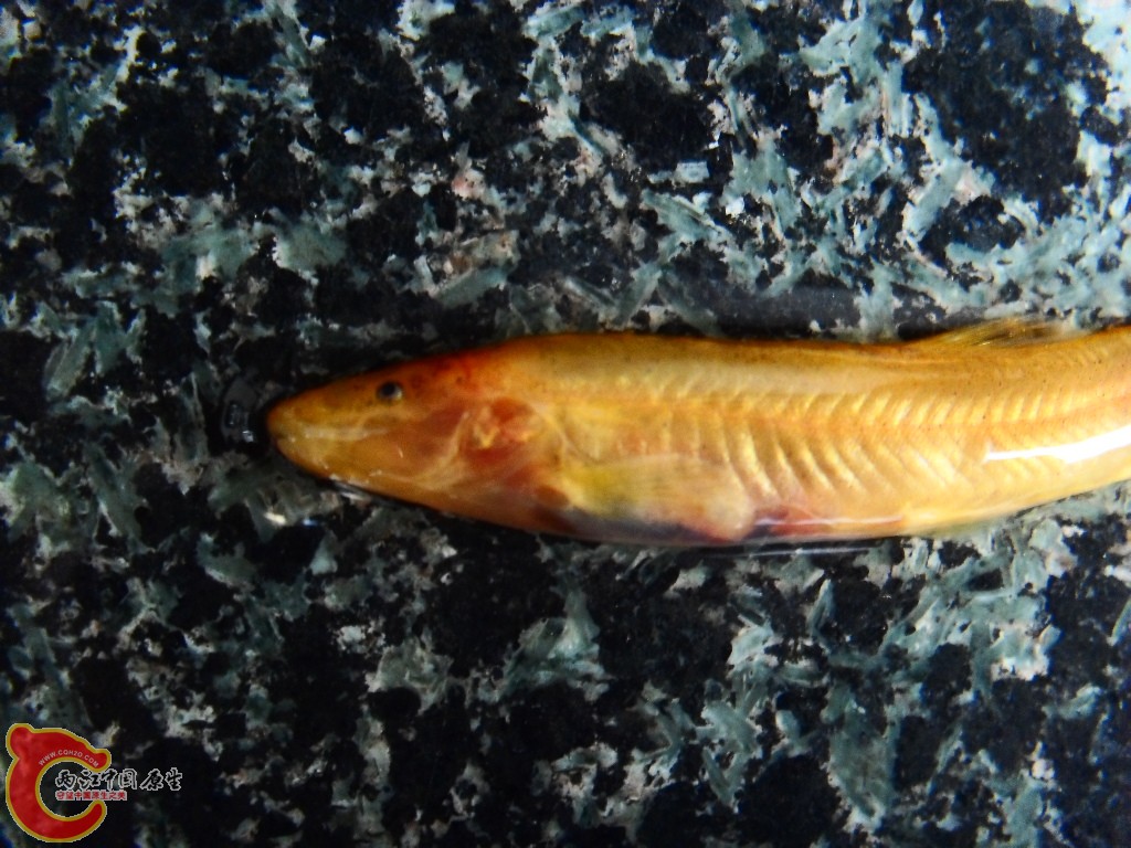 SDC14073.JPG