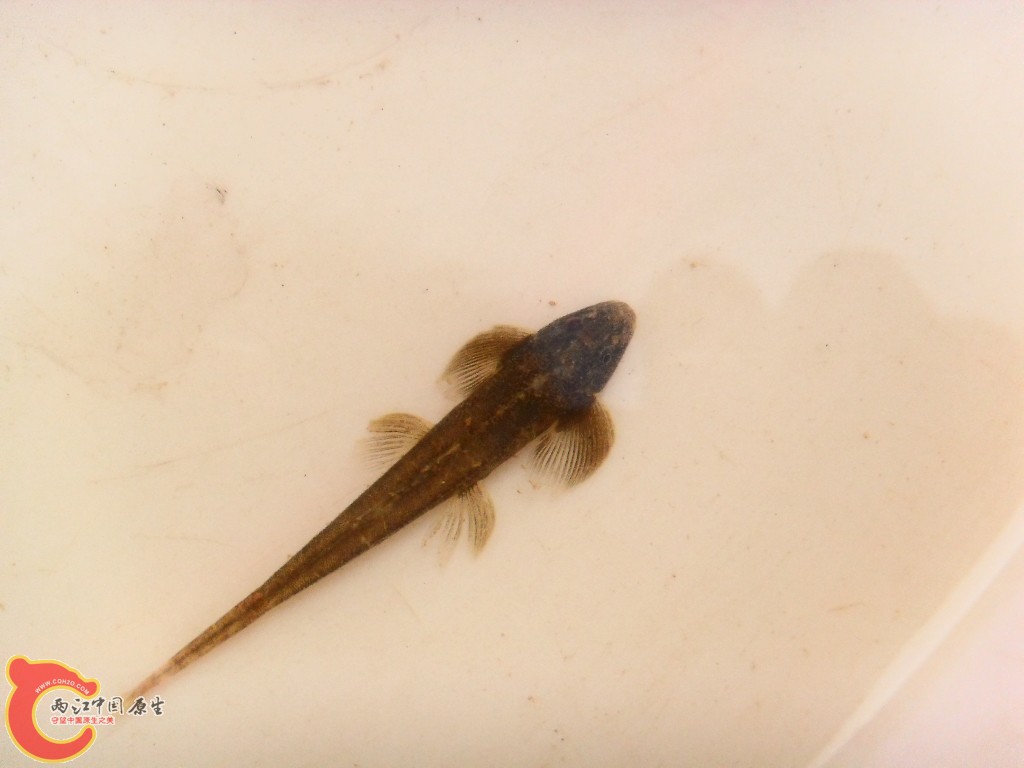 SDC14136.JPG