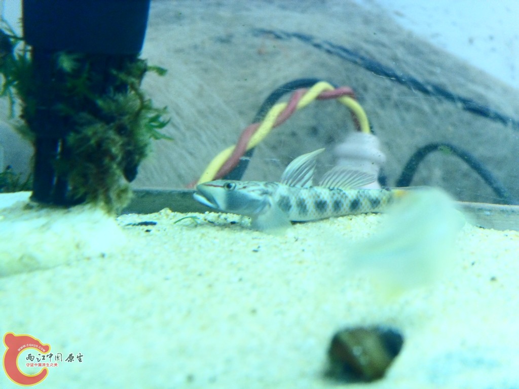 SDC13861.JPG