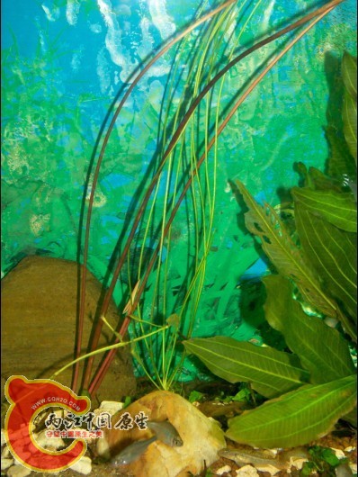 睡莲和某种长条水草..