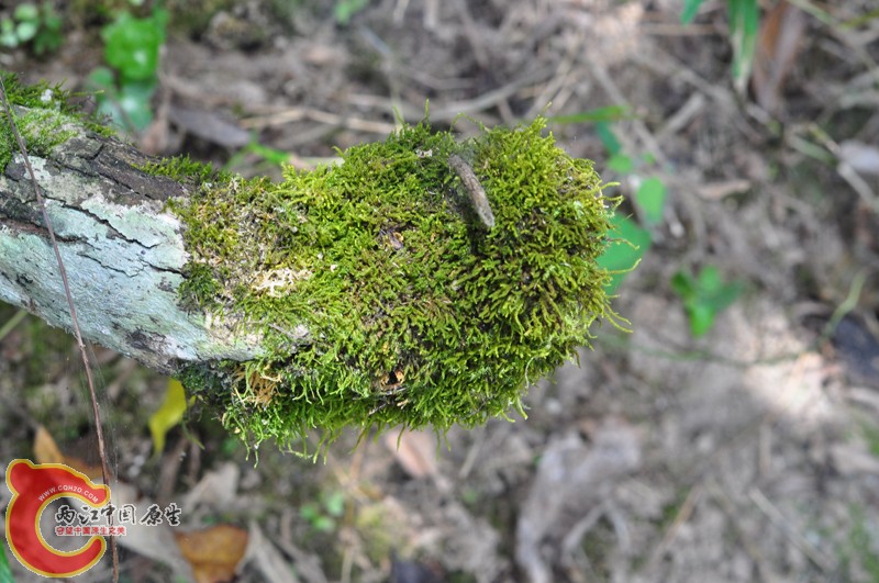 DSC_0248.JPG