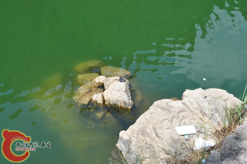 DSC_0219.JPG