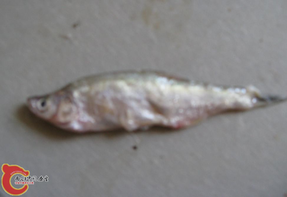翘嘴鲌？1.JPG