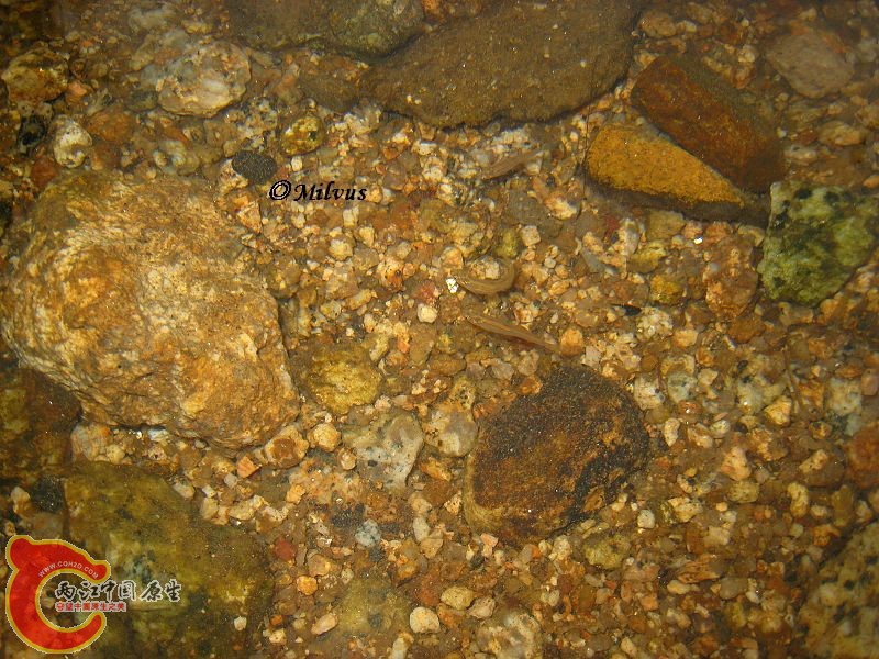 小马口1.JPG