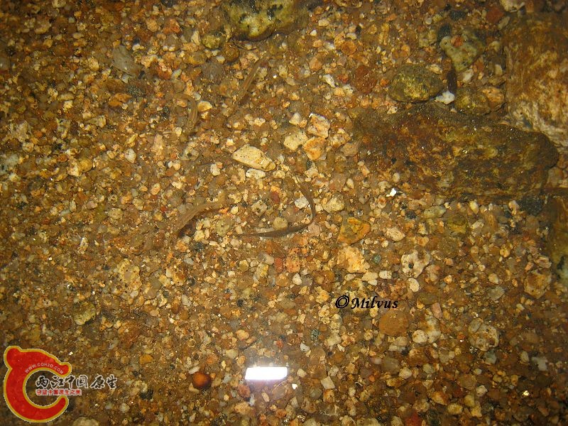 小马口3.JPG