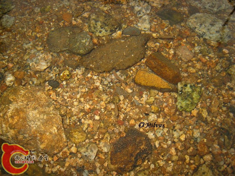 小马口2.JPG