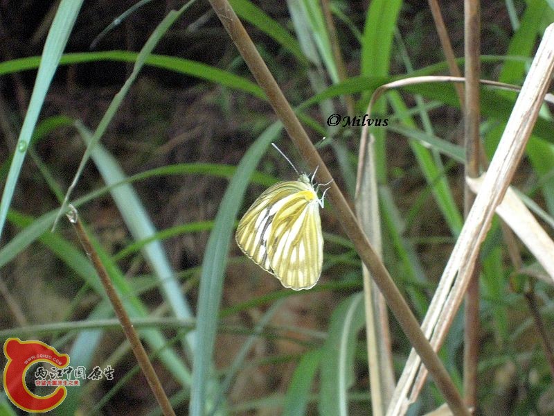 IMG_2041.JPG