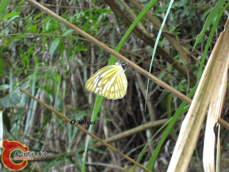 IMG_2042.JPG