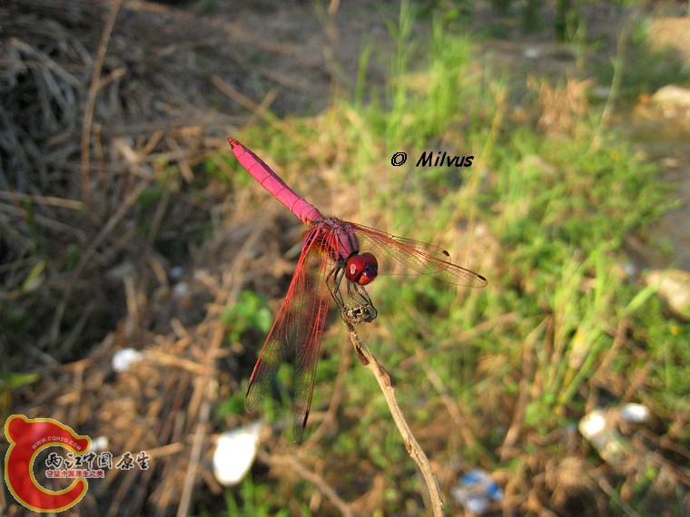 蜻蜓1.JPG