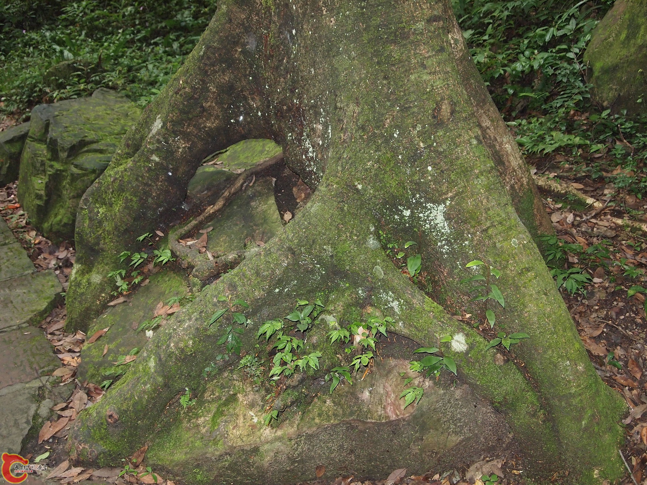 P8171016.JPG