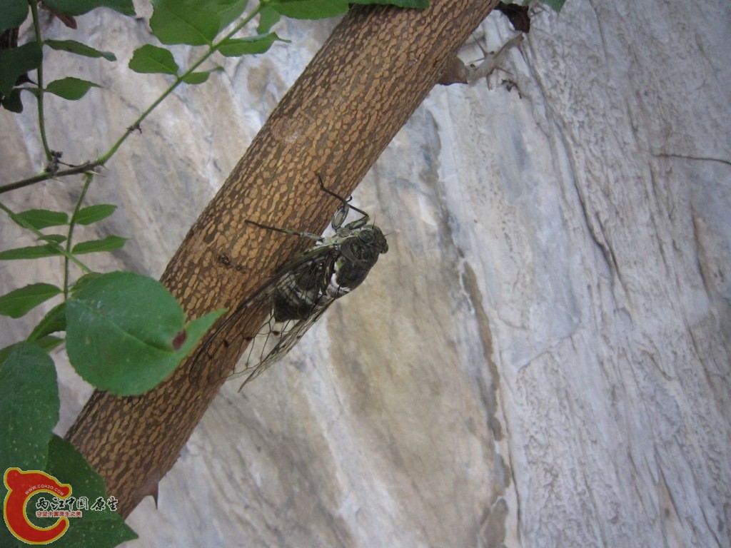 IMG_2887.JPG