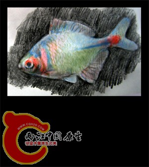鳑鮍印象01.jpg