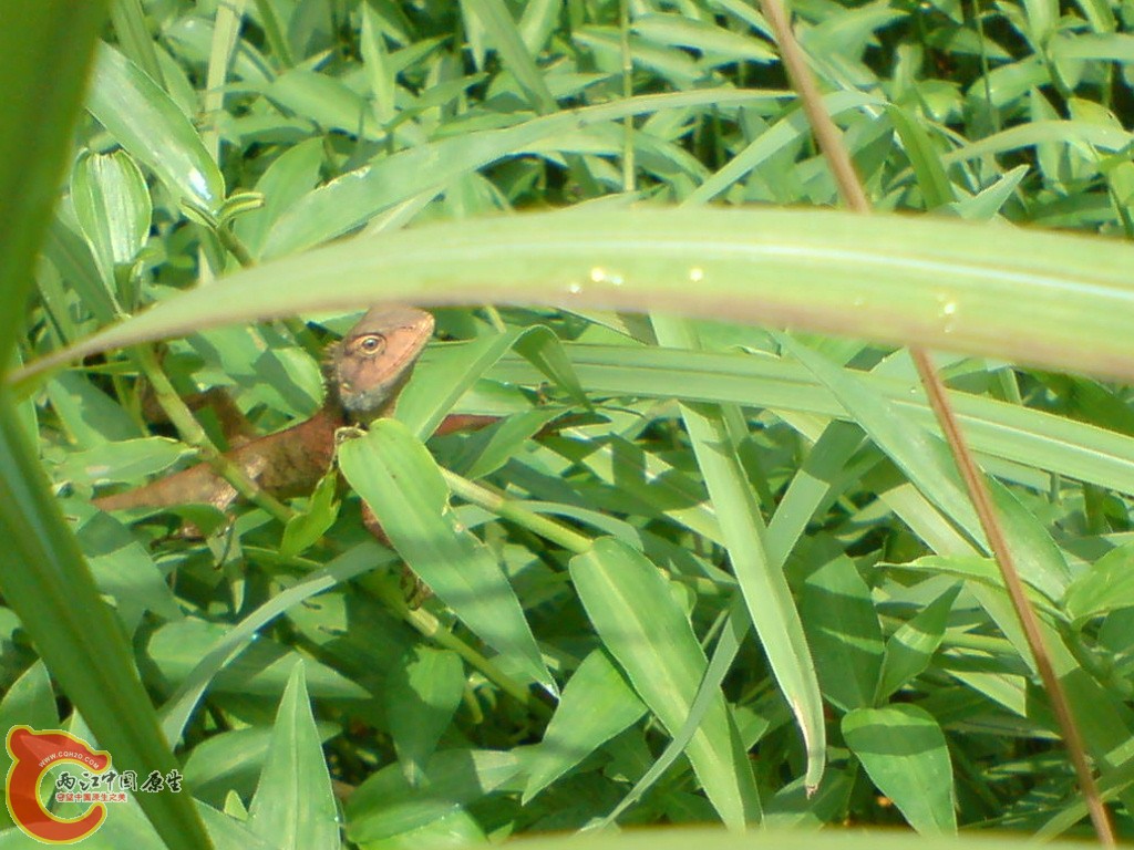 DSC00455.JPG