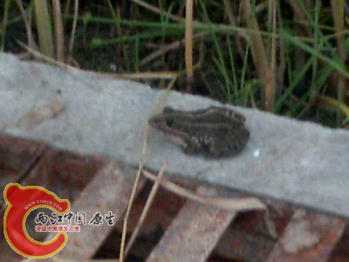 20100816161.jpg
