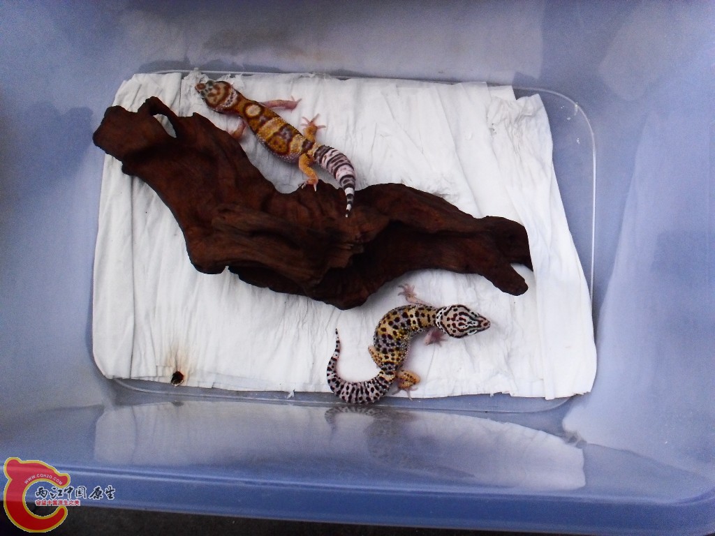 SDC14311.JPG