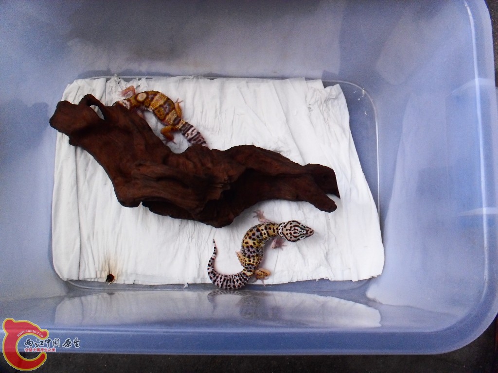 SDC14312.JPG