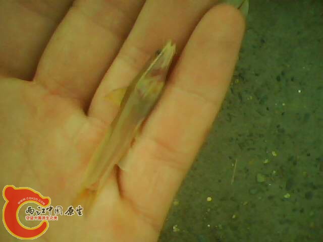IMG7891A.jpg