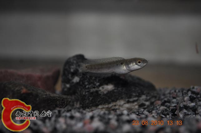 DSC_1765.JPG