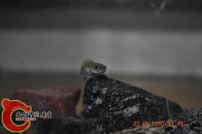 DSC_1764.JPG