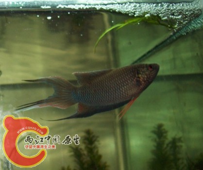 小泡泡，我吐，我吐吐吐