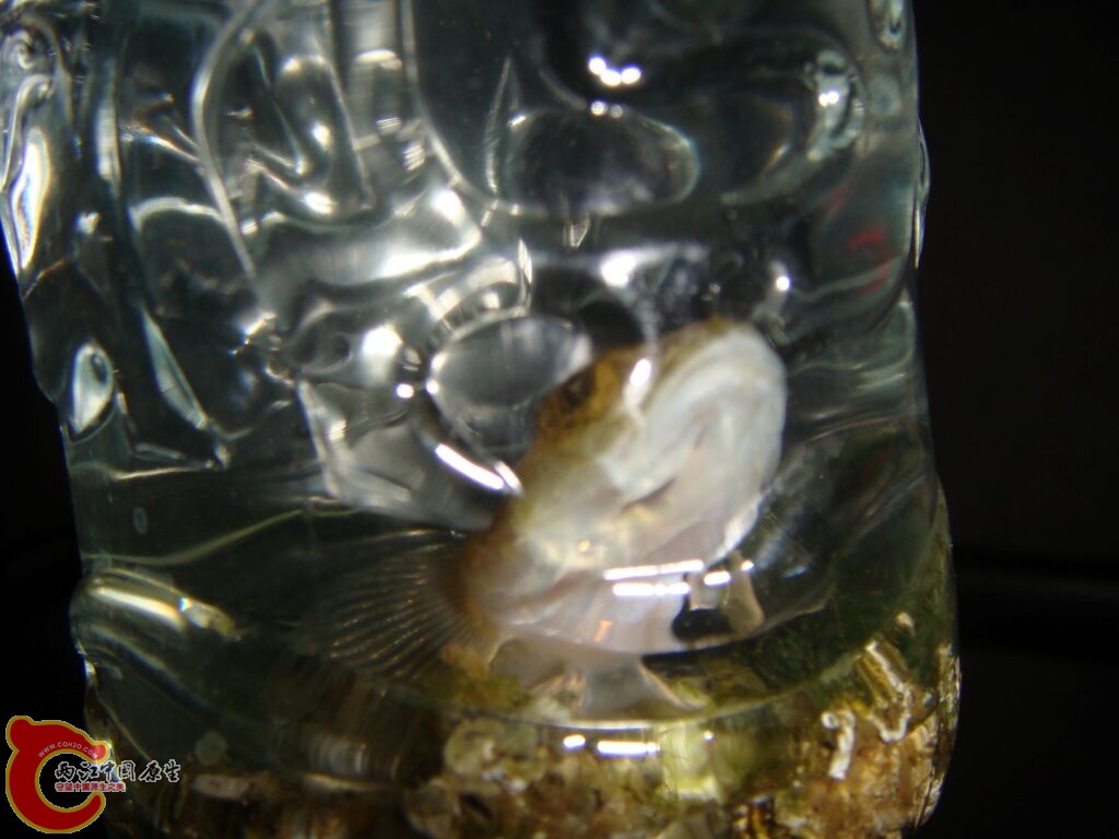 DSC02301.jpg
