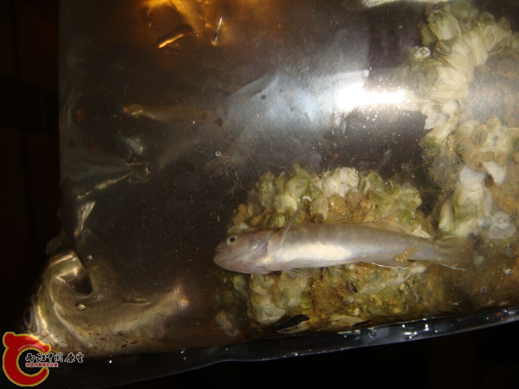 DSC02397.jpg