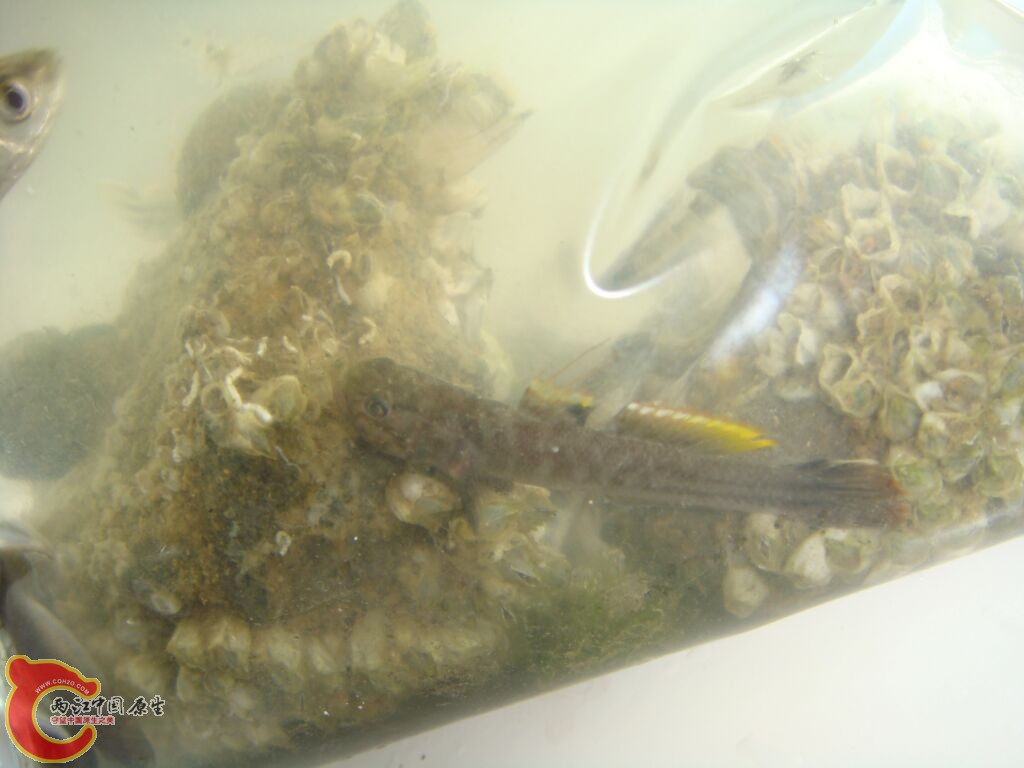 DSC02454.jpg