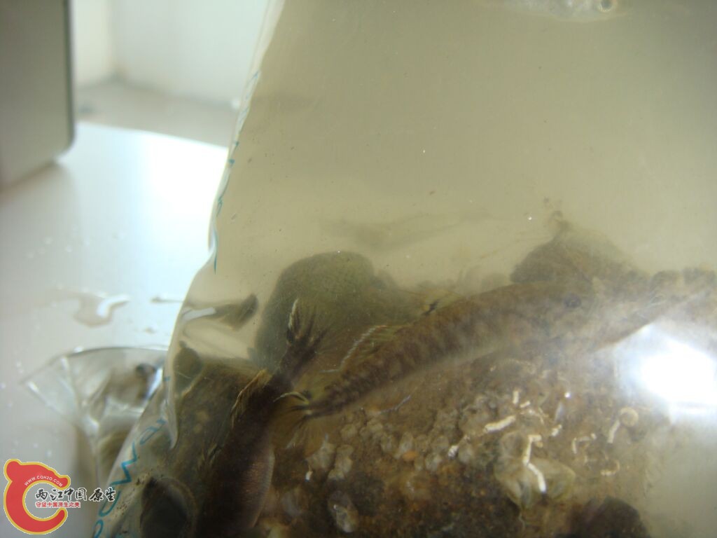 DSC02453.jpg