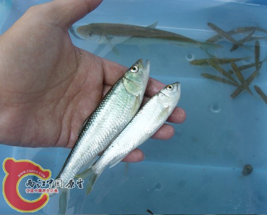 无奈这两只吞钩太深