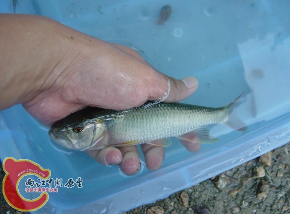 这只也有将近20公分