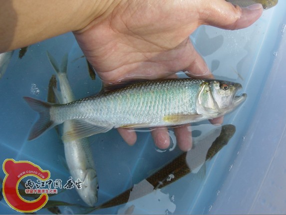 这只超过21公分