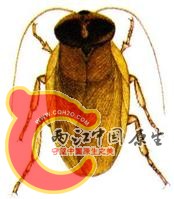 地鳖.jpg