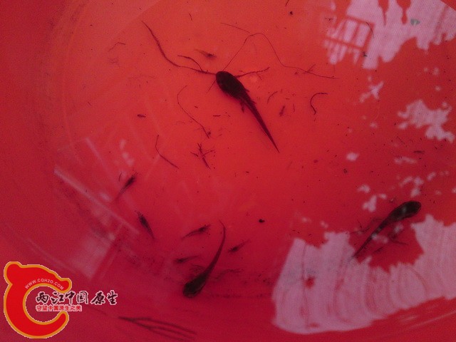 P30-08-10_06.45.jpg